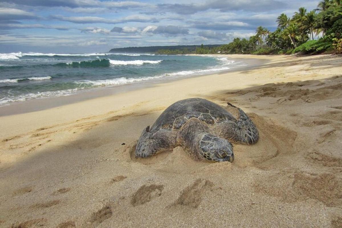 una tortuga estirada a la sorra d'una platja