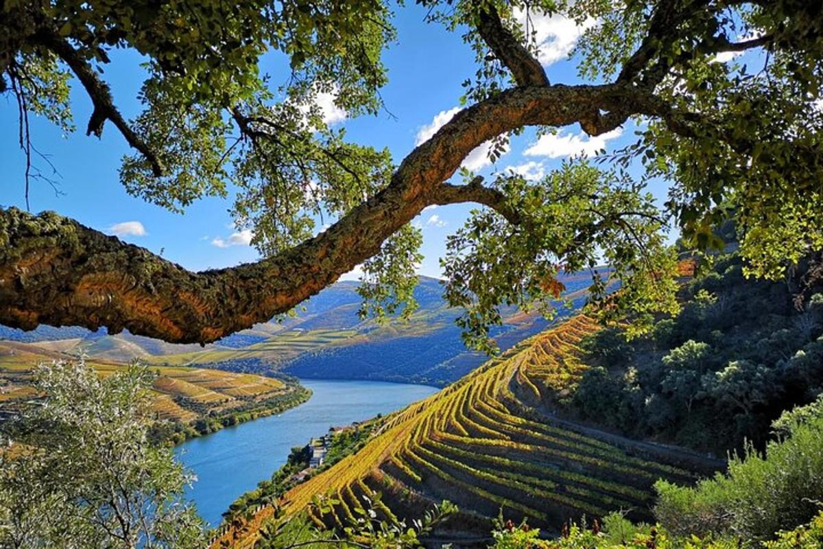 a tree hanging over a river with a bunch of crops