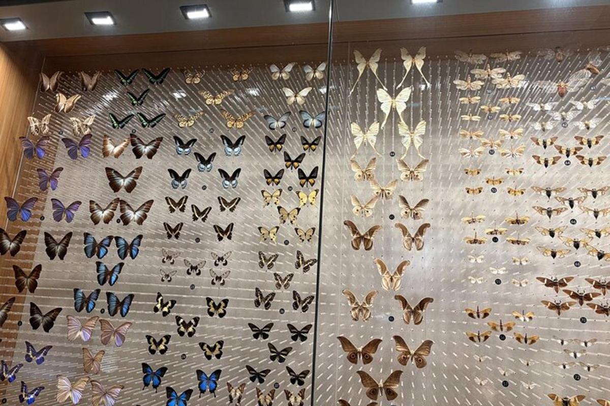 a bunch of butterflies hanging on a wall