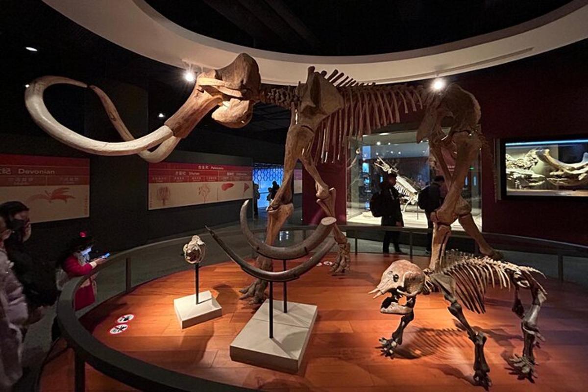 a museum with a skeleton of a dinosaur on display