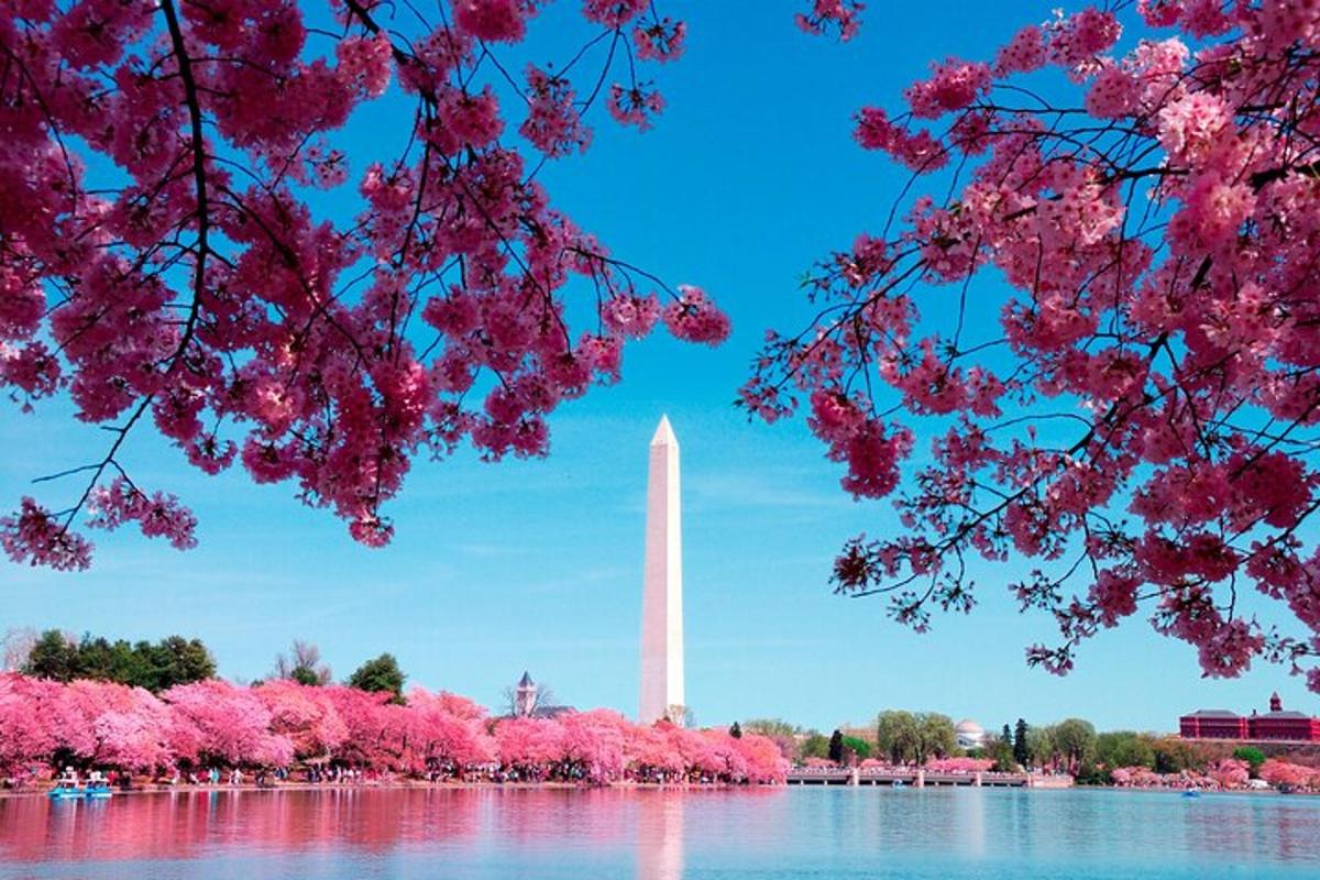 una vista del monument a Washington amb cirerers roses
