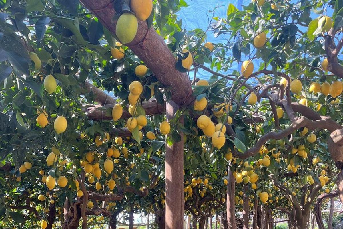Un montón de naranjas creciendo en un árbol