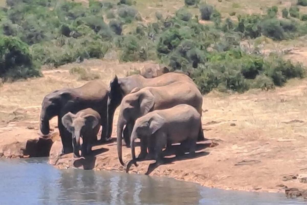 una mandria di elefanti in piedi vicino all'acqua