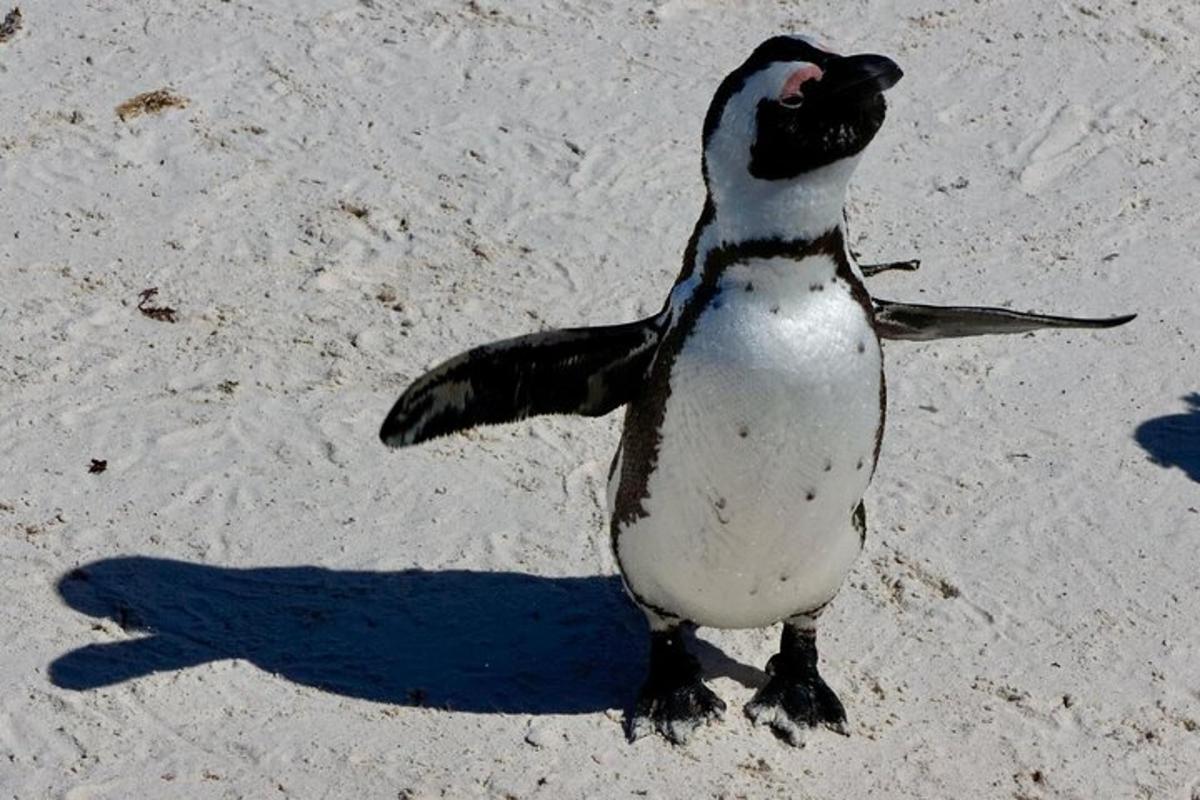 seekor penguin berdiri di atas pasir di pantai