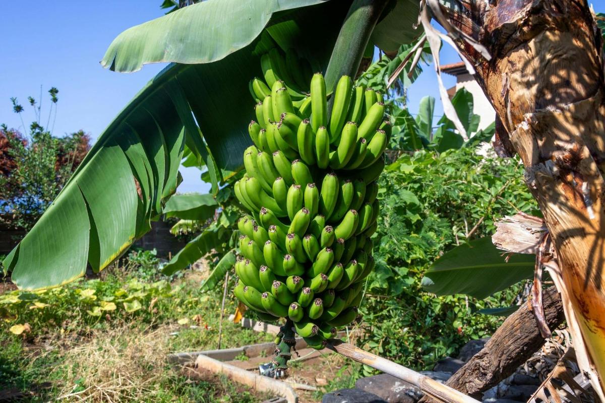 o grămadă de banane verzi atârnate de un bananier