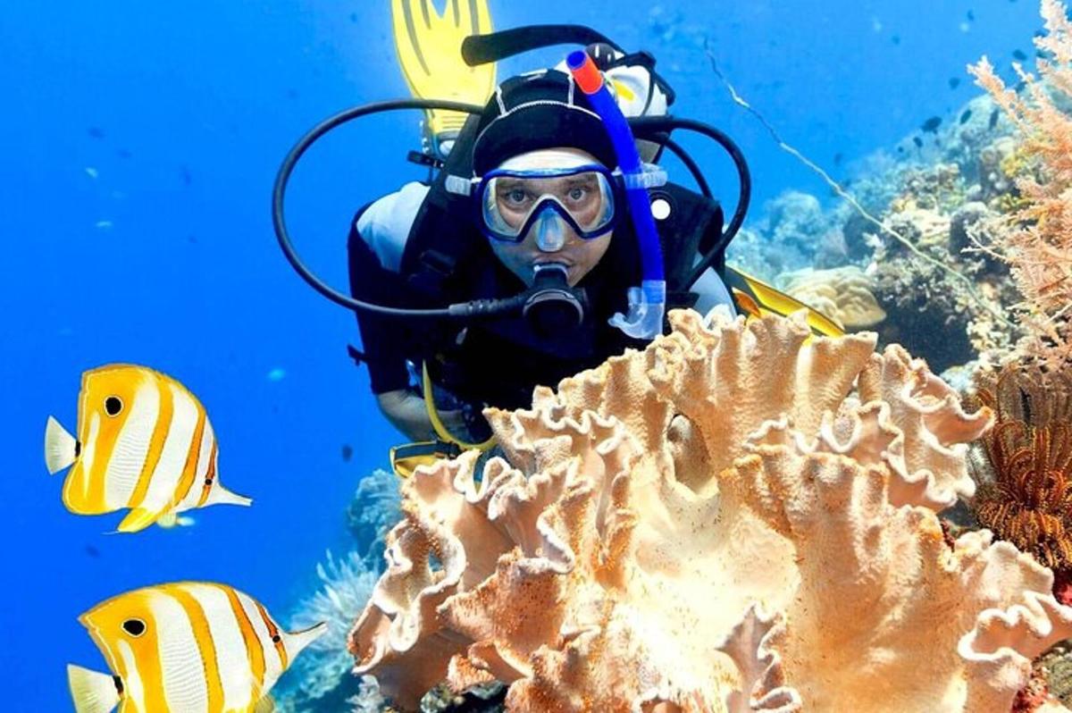 Una persona con traje de buceo está mirando un coral.