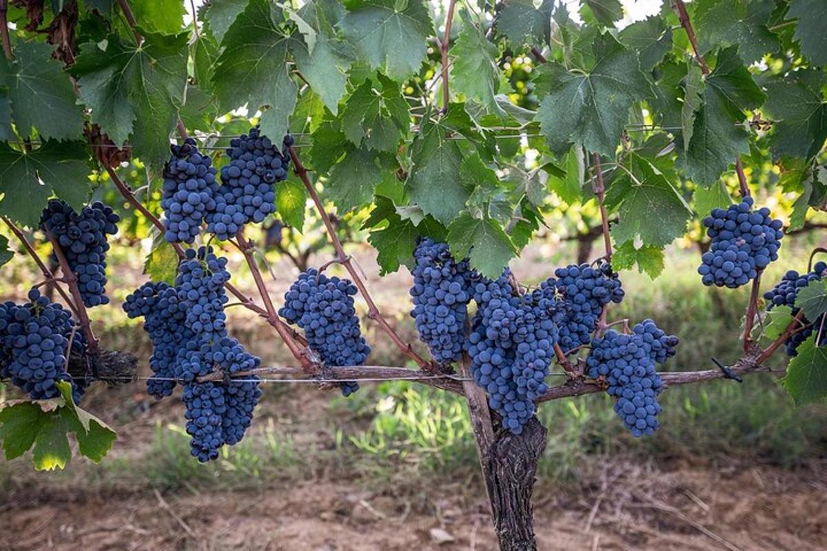 sekumpulan anggur biru tergantung pada pokok