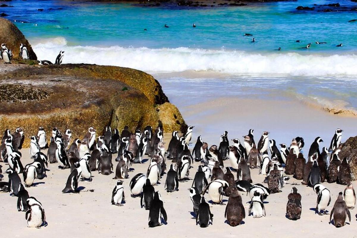 a bunch of penguins standing on a beach