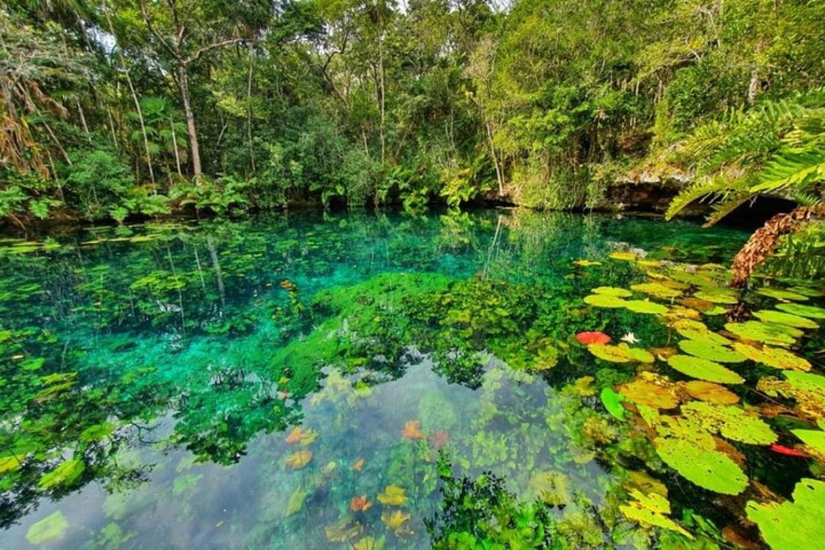 una piscina d'acqua con ninfee e alberi