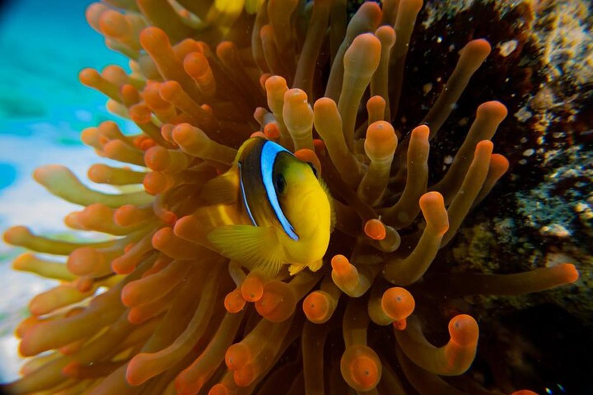 un pesce pagliaccio seduto in cima a un corallo