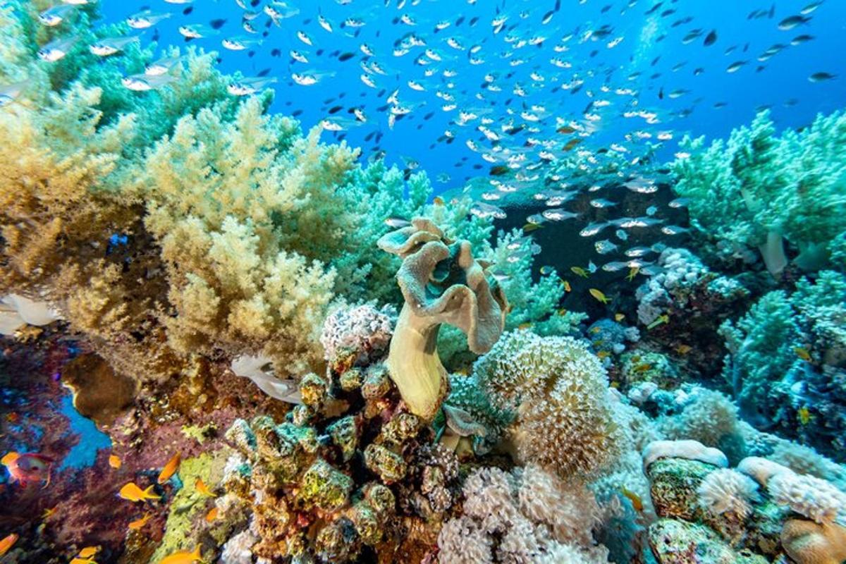 una barriera corallina con molti pesci