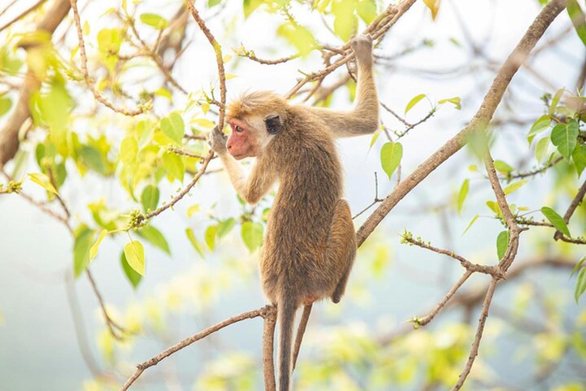seekor monyet duduk di dahan pohon sambil memakan sesuatu