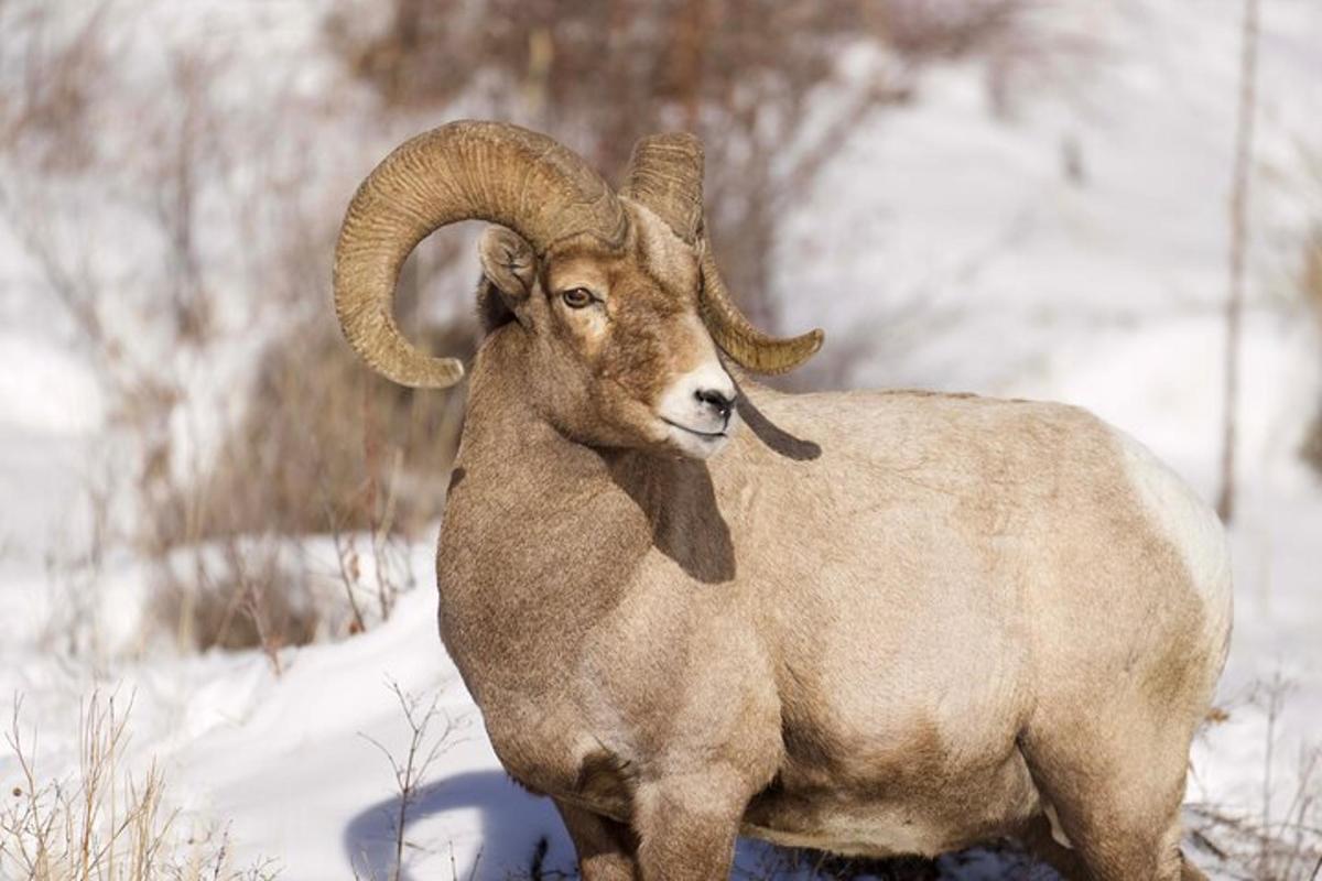 a ram with large horns standing in the snow