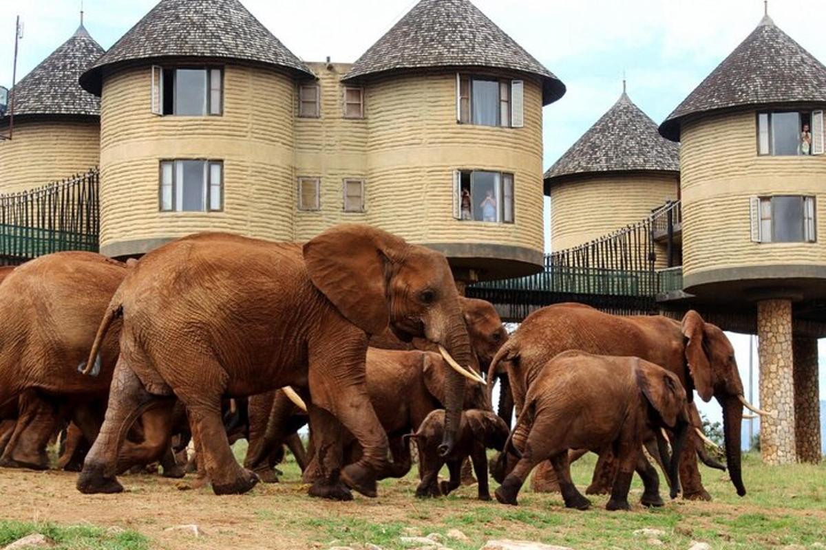 a herd of elephants walking in front of a building