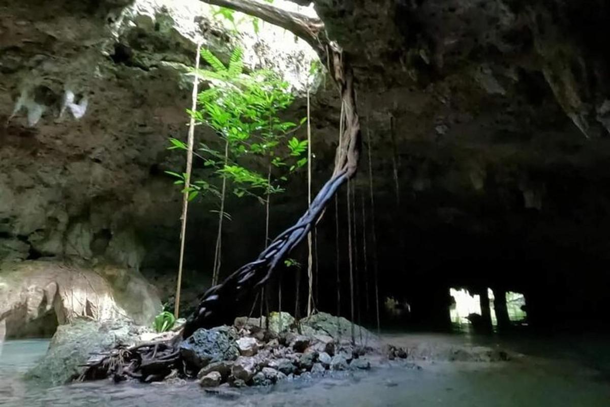 sekumpulan pokok yang tergantung pada tali di dalam gua