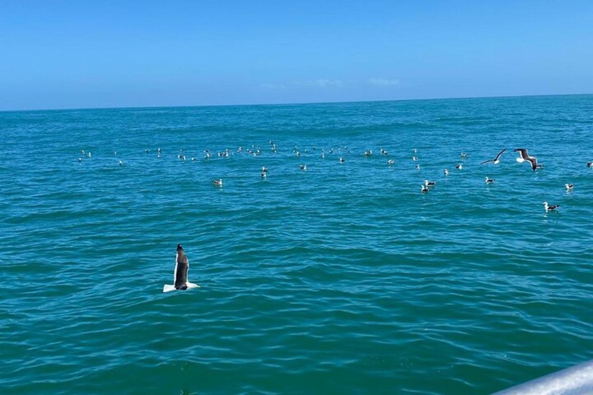 seekor penguin duduk di atas papan luncur di lautan