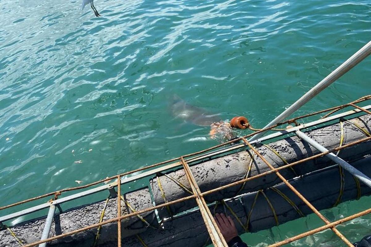 ein Hund im Wasser neben einem Boot