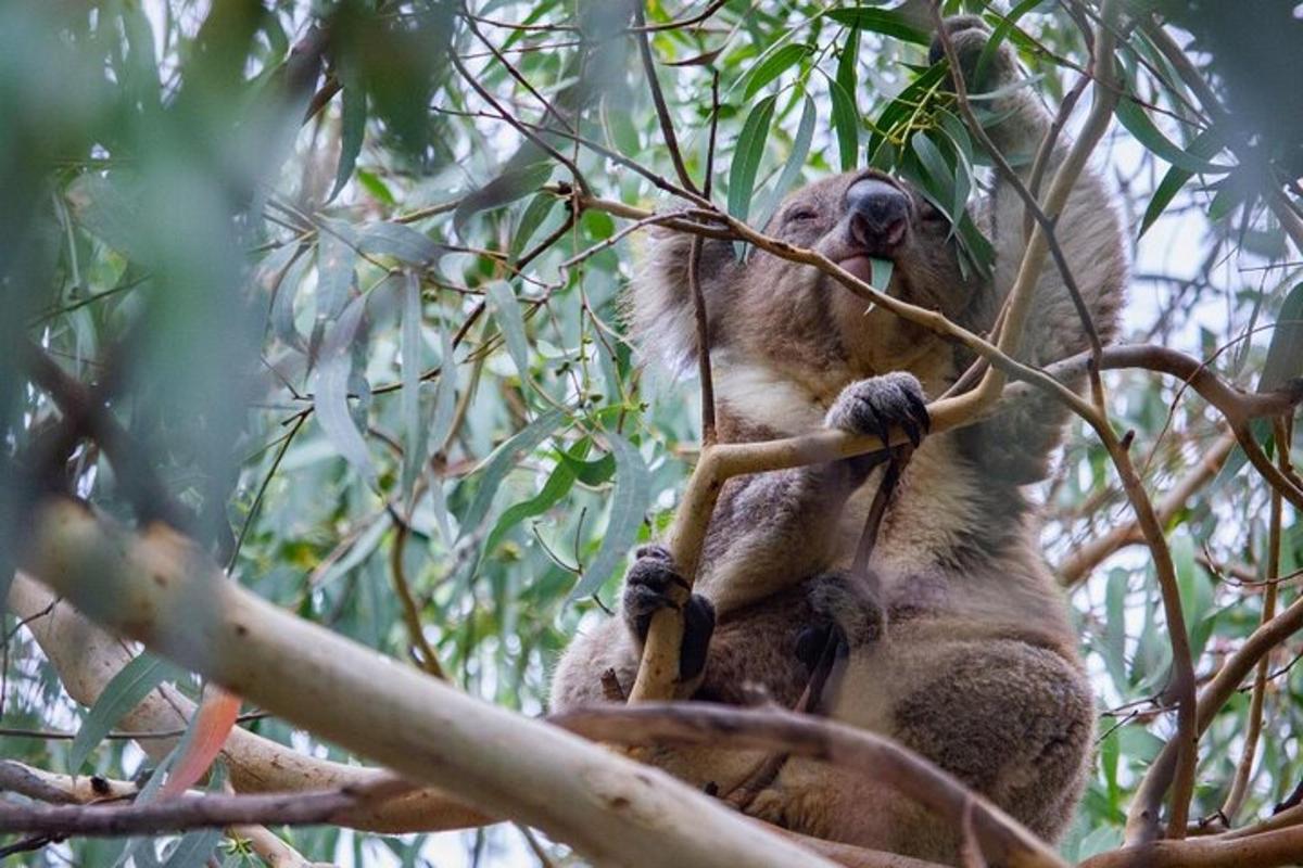 a monkey sitting on top of a tree branch