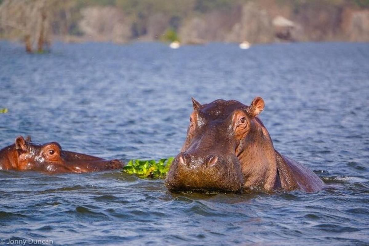 dva hroši plaví ve vodní ploše
