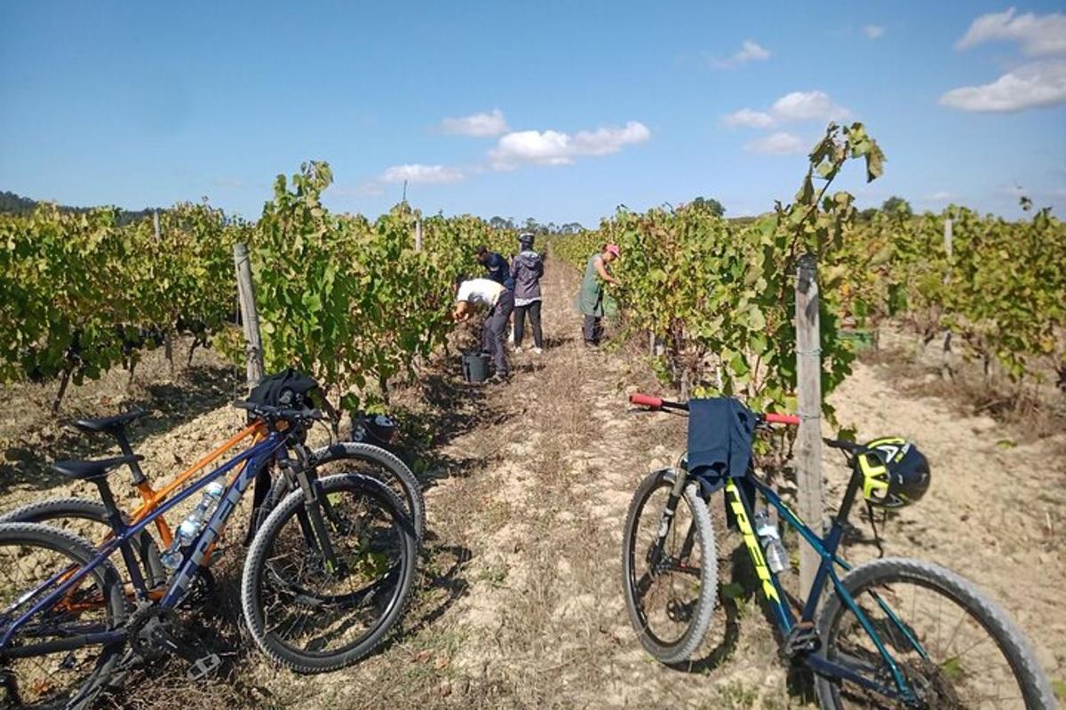 a group of people working in a vineyard with bikes
