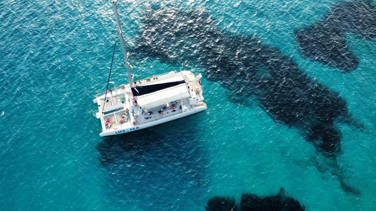 a boat in the water with a dolphin in the water