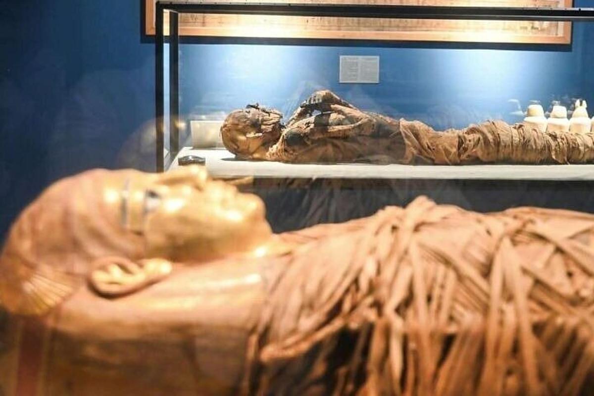 egy fosszilis maradványok múzeumi kiállítása