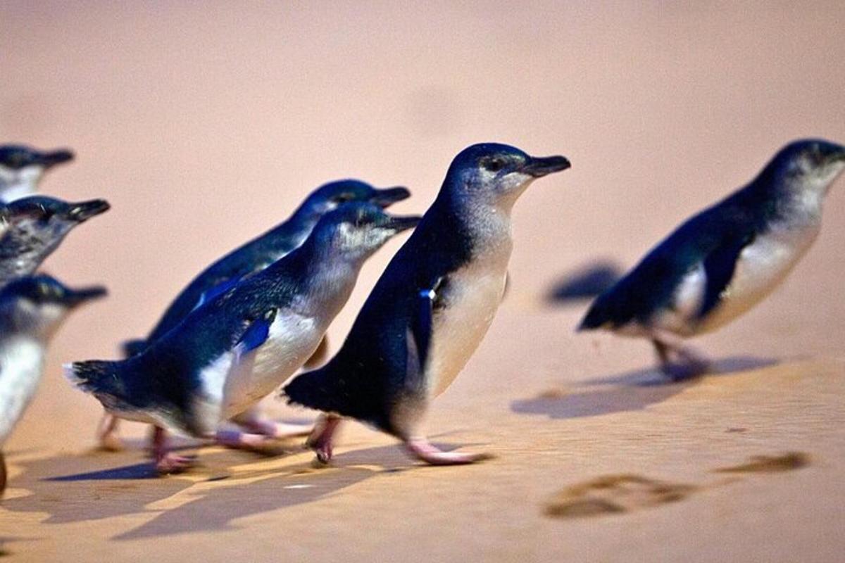 a group of birds standing on the sand