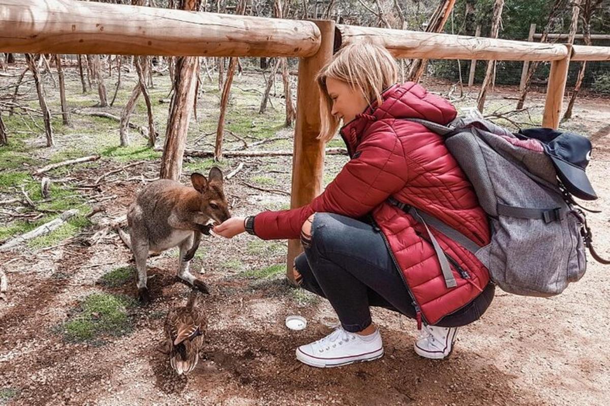 Una mujer está acariciando a un perro y alimentándolo.