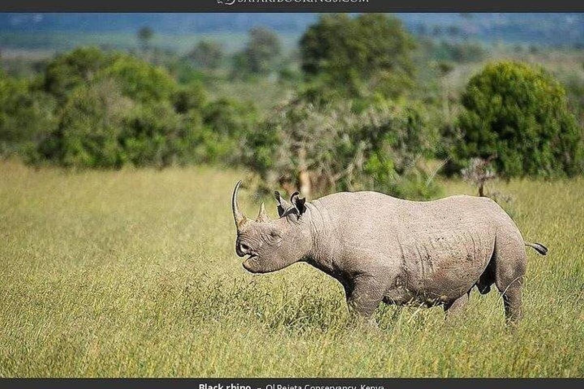 un rinoceronte in piedi in un campo di erba alta