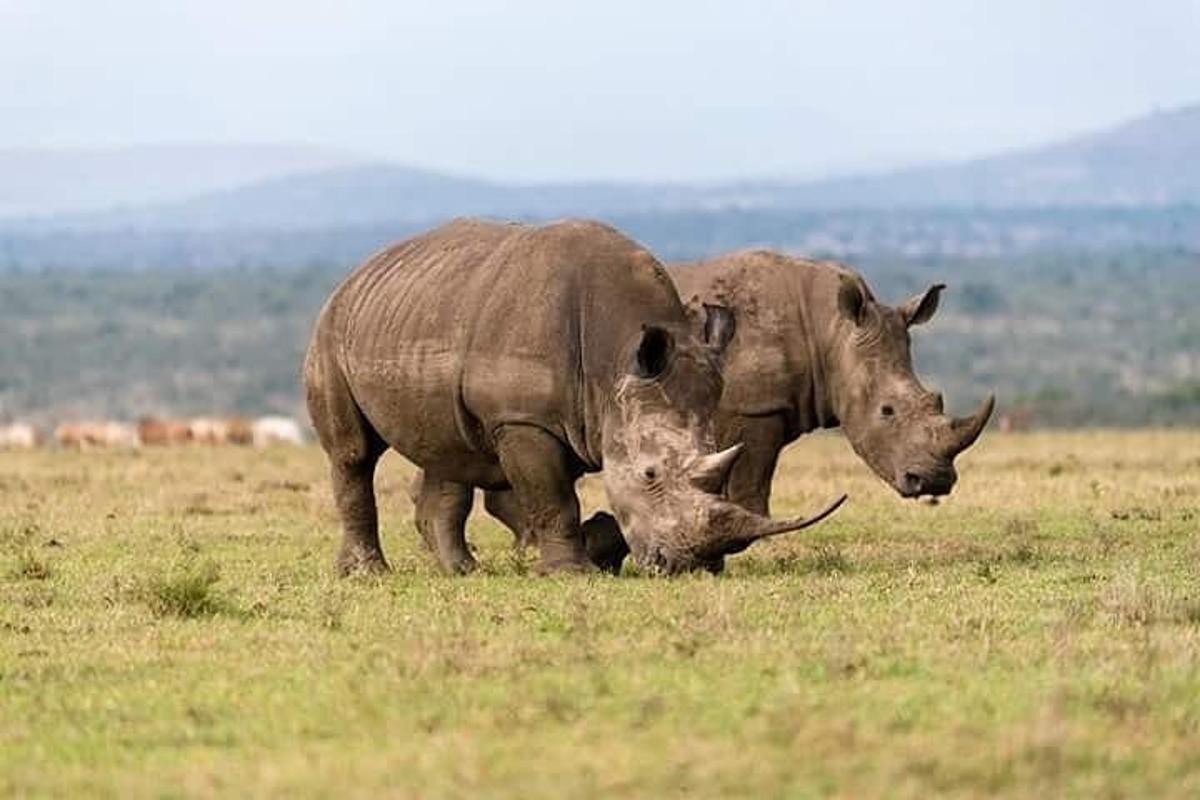 due rinoceronti in piedi in un campo d'erba