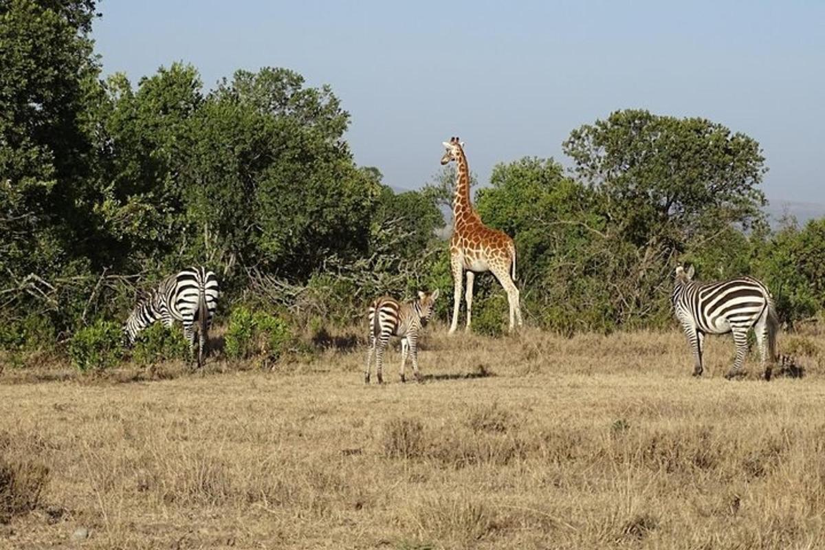 una giraffa e delle zebre in piedi in un campo