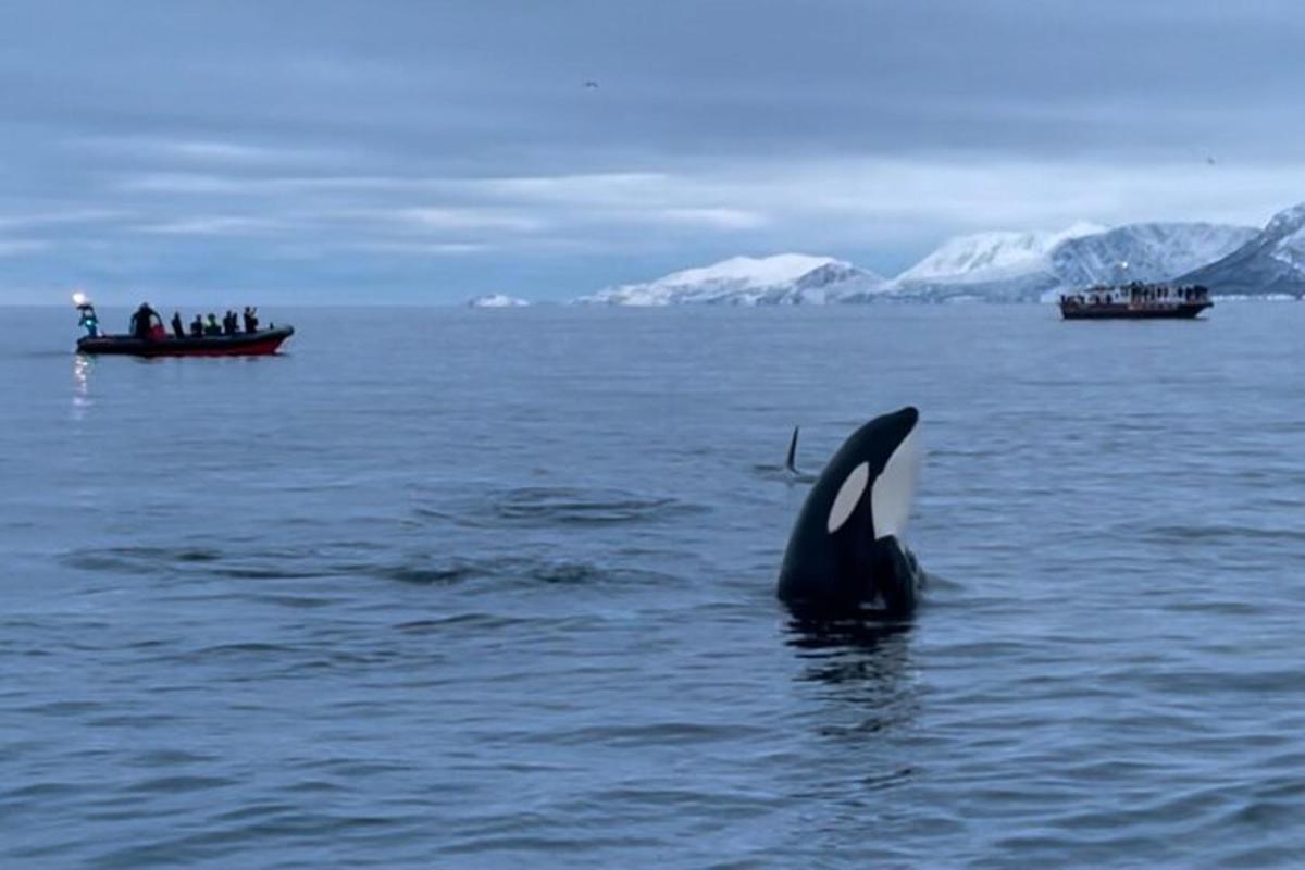 a killer whale swimming in the water with a boat
