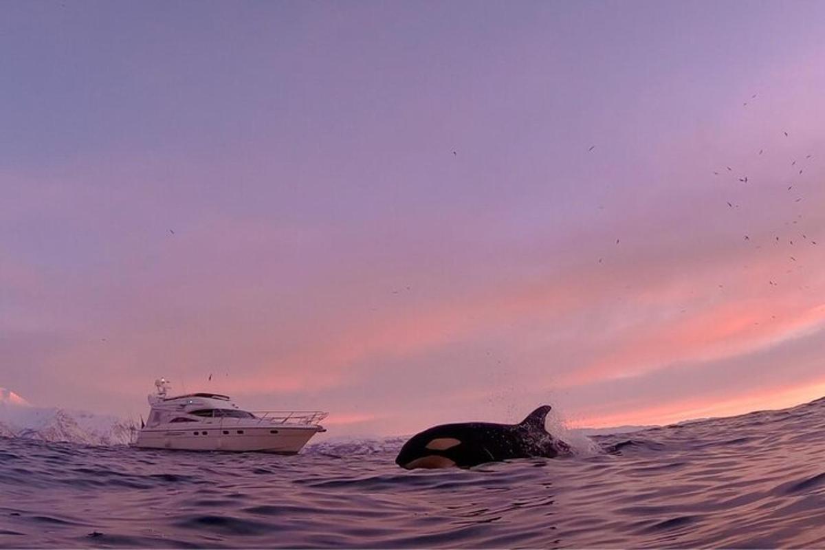 a whale swimming in the ocean next to a boat