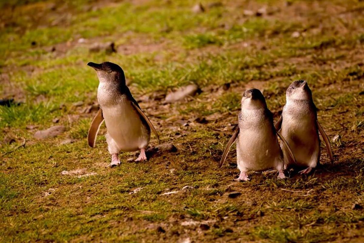 a group of three penguins standing in the grass