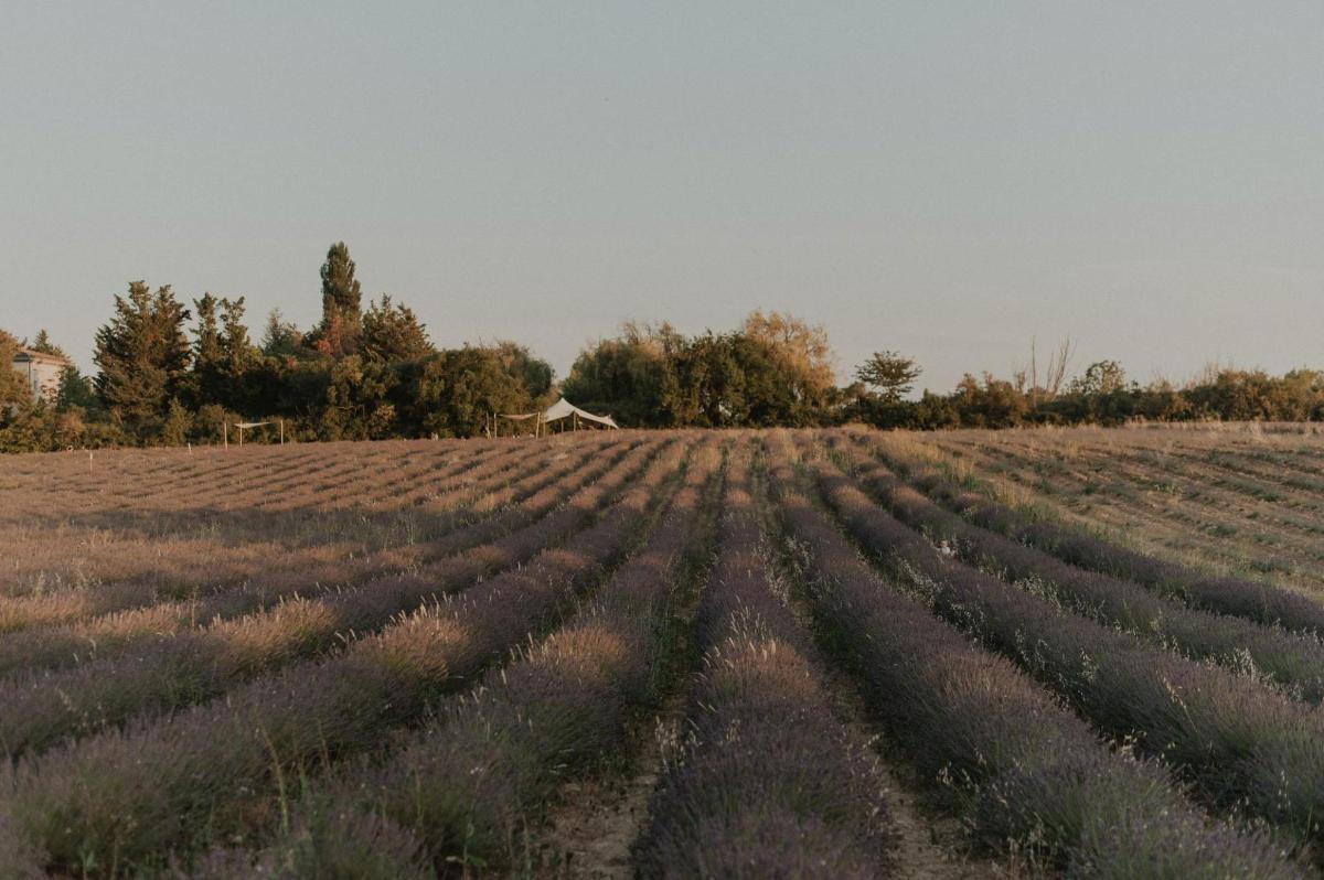 a field of lavender with a house in the background