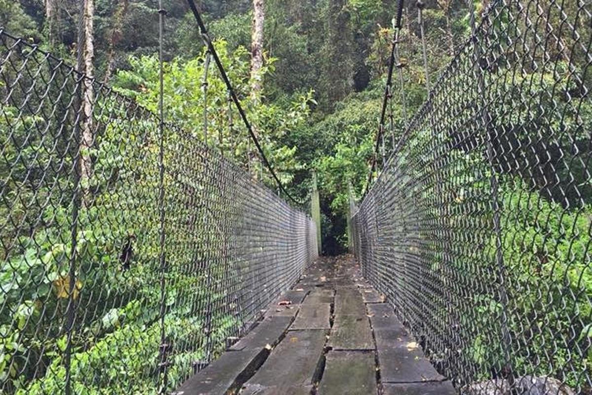 a swinging bridge in the middle of a forest
