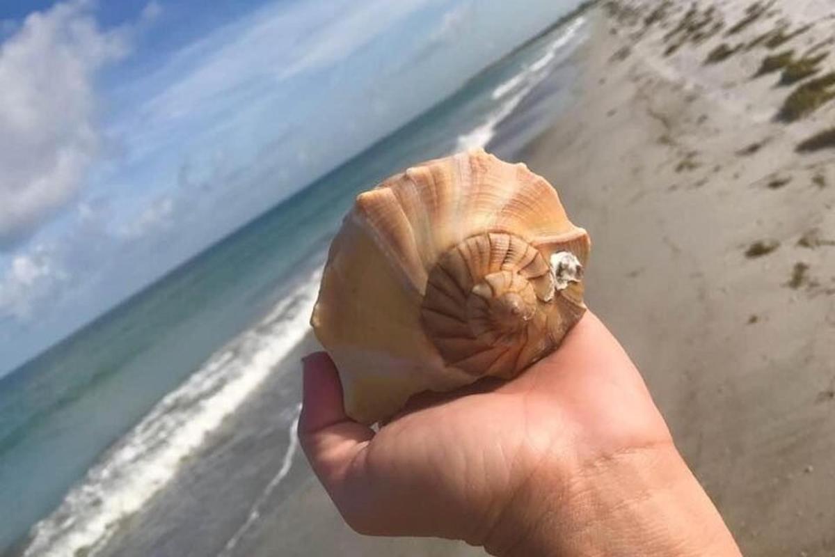 roka, ki drži školjko na plaži