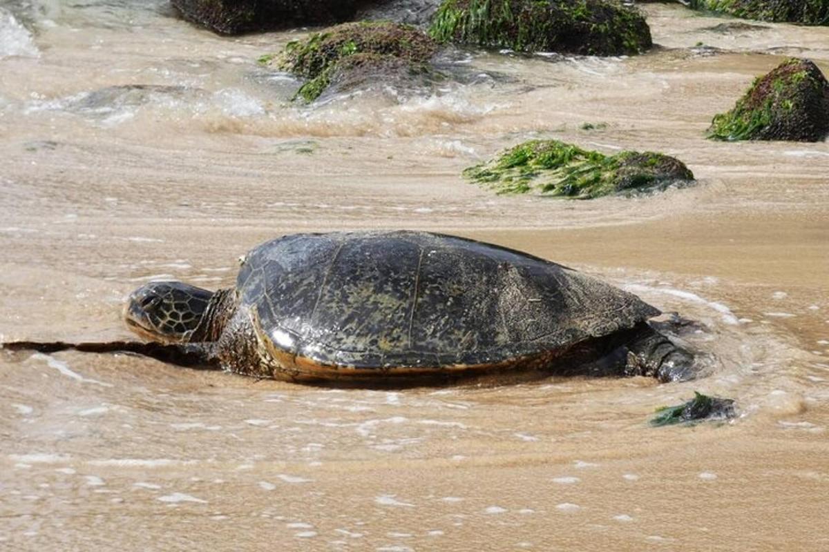 a turtle laying in the sand on a beach
