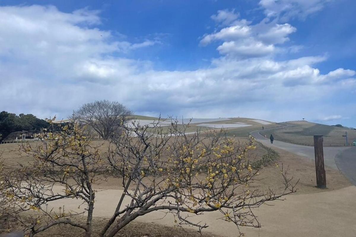 a tree with yellow flowers on it in a field