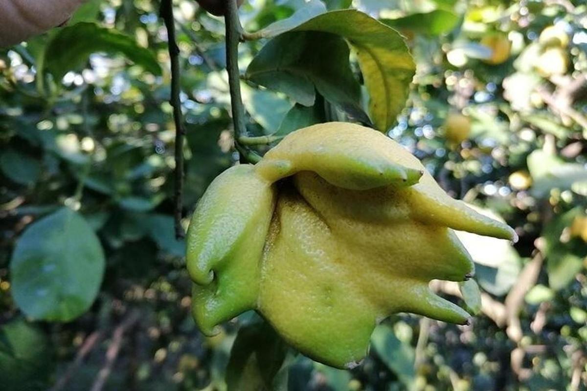 uma grande maçã verde pendurada em uma árvore