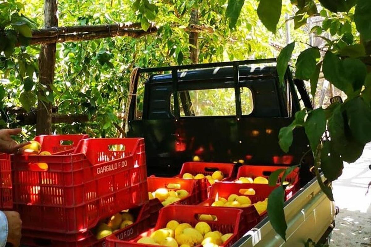 nákladní auto s bednami pomerančů a jiného ovoce