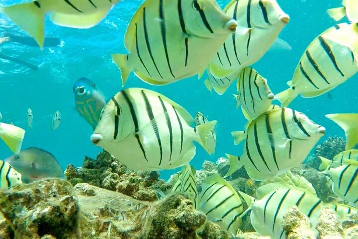 un gruppo di pesci che nuotano nell'oceano