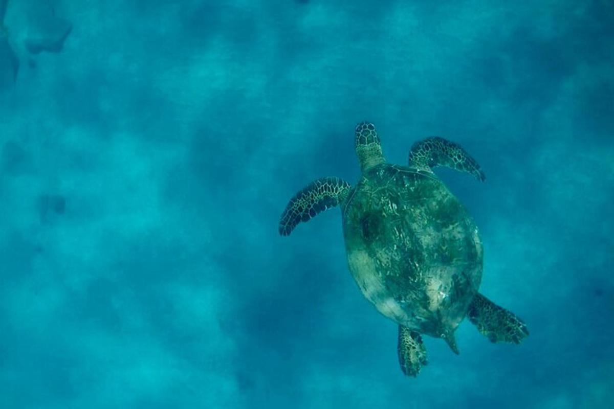 una tartaruga marina verde che nuota nell'acqua
