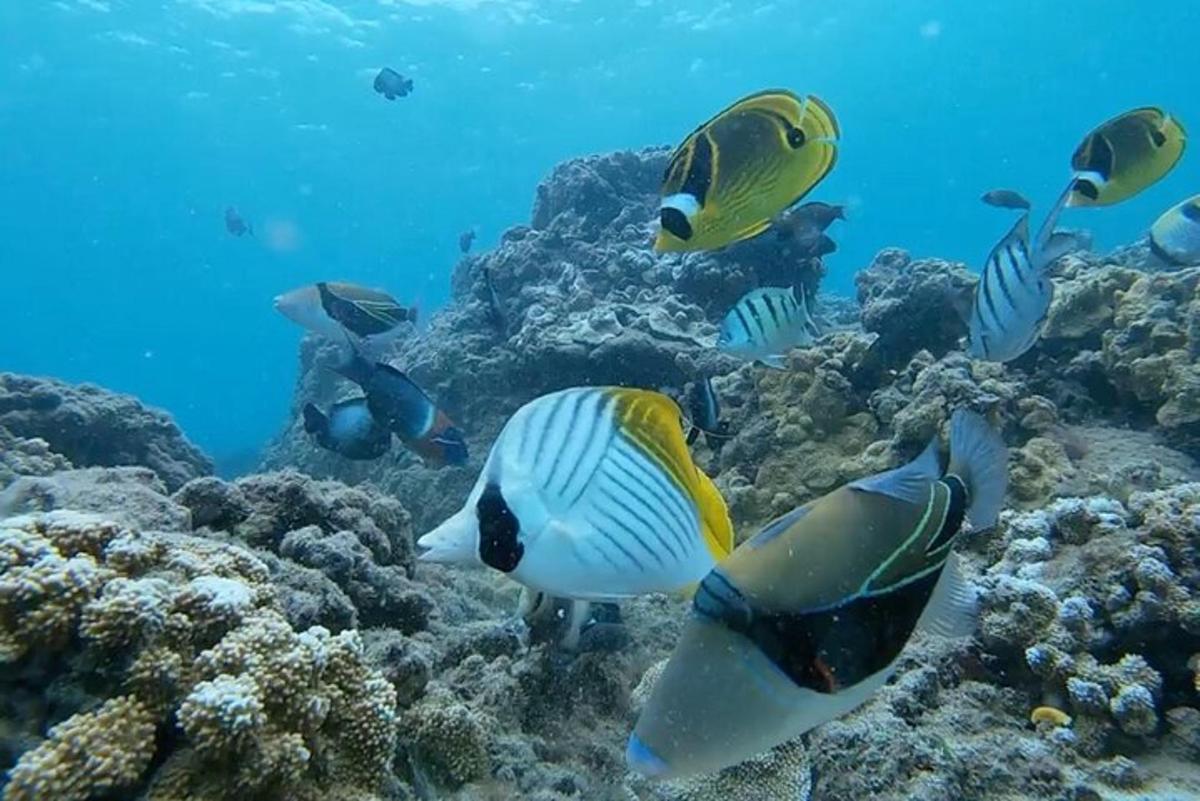 un grupo de peces nadando en el océano