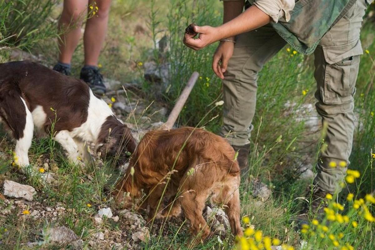 una persona dreta al costat d'un gos en un camp