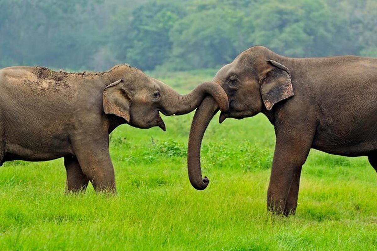 two elephants playing with each other in a field