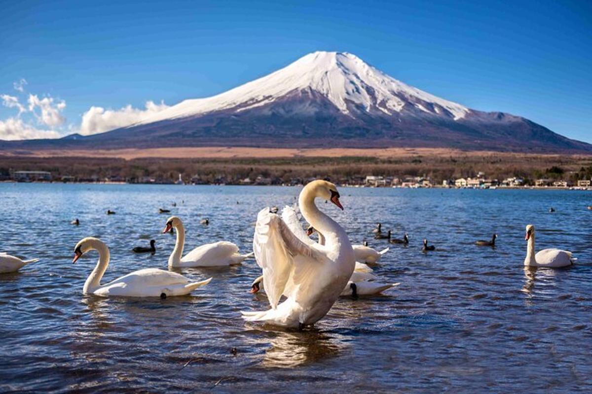 hópur af svönum í vatninu með fjall í bakgrunni