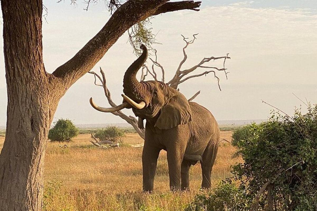 seekor gajah berdiri di samping pohon