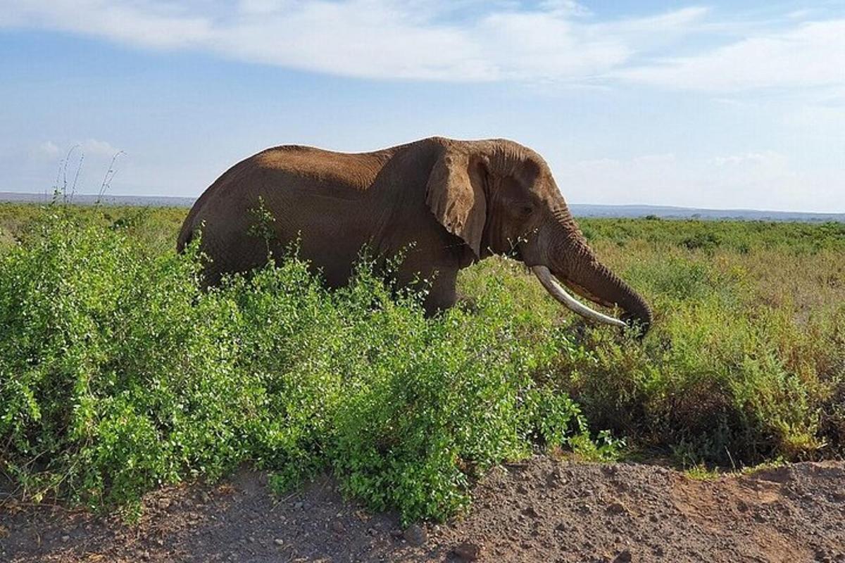 un elefante in piedi in un campo d'erba