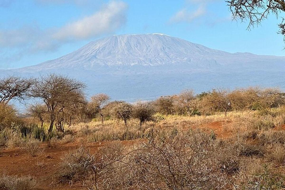 sebuah gunung di kejauhan dengan pepohonan di latar depan